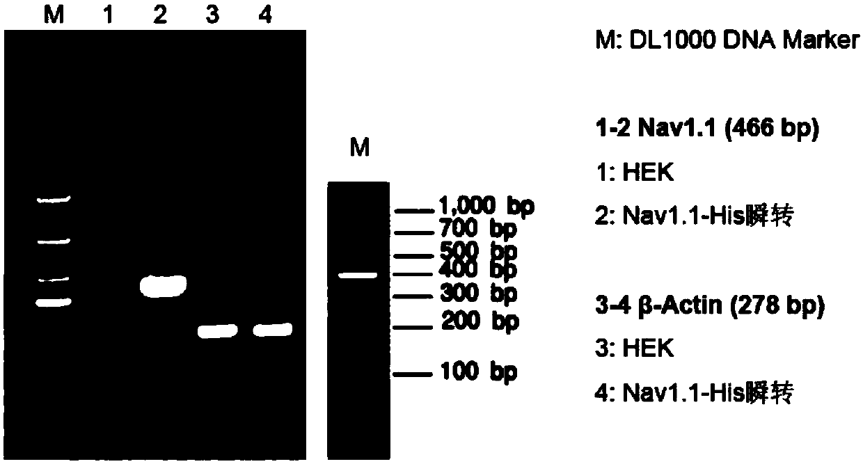 Cell line capable of stably expressing 6His-Nav1.1 fusion protein and construction