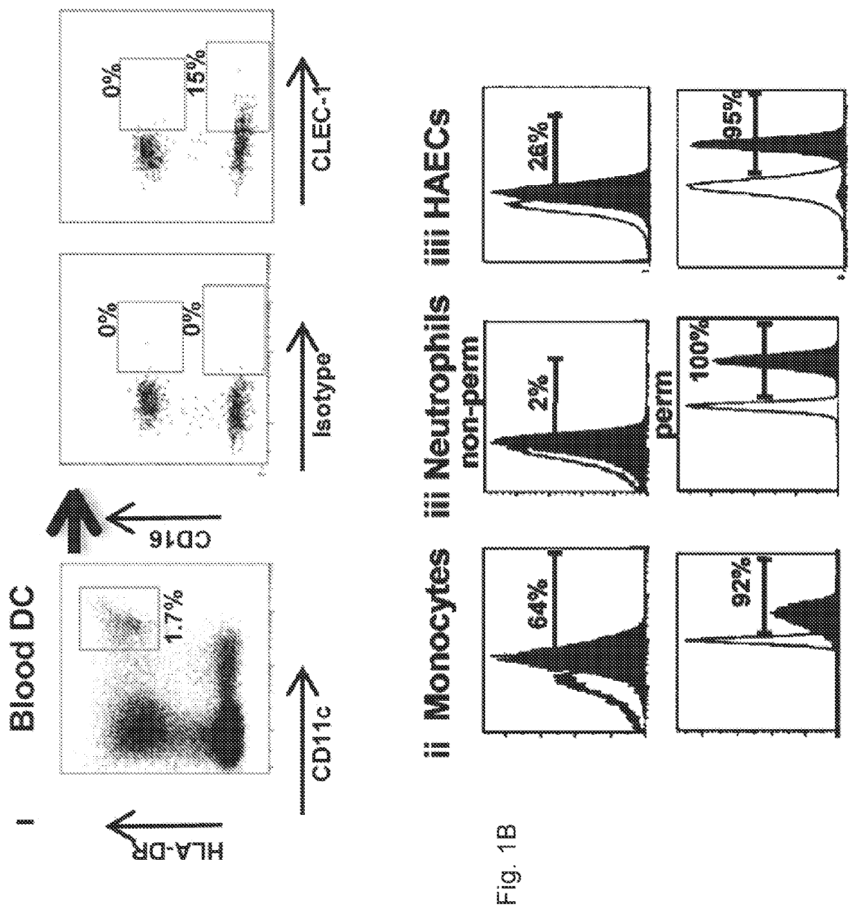 Methods for promoting t cells response by administering an antagonist of human c-type lectin-like receptor 1 (CLEC-1)