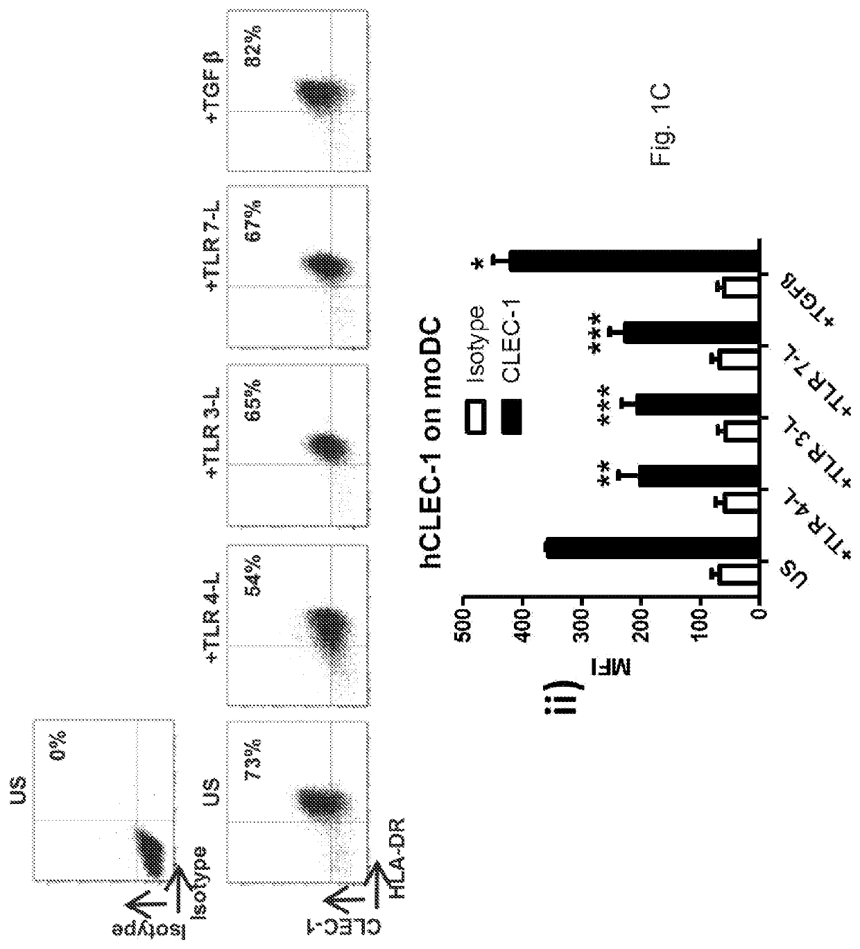 Methods for promoting t cells response by administering an antagonist of human c-type lectin-like receptor 1 (CLEC-1)