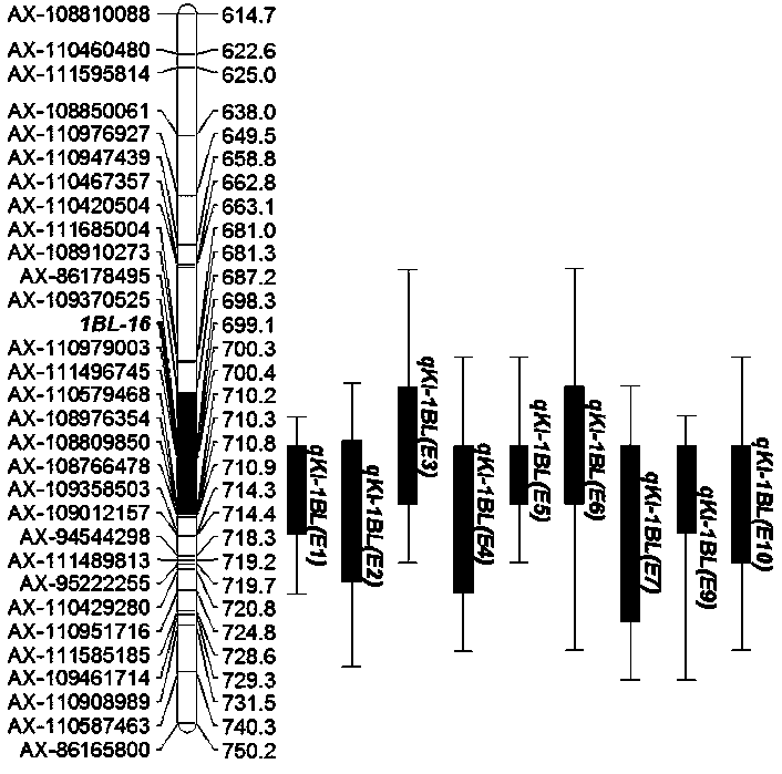 Molecular markers closely linked to wheat grain length major QTL and their application