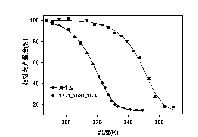 Flavin mononucleotide based fluorescence protein having modified performances