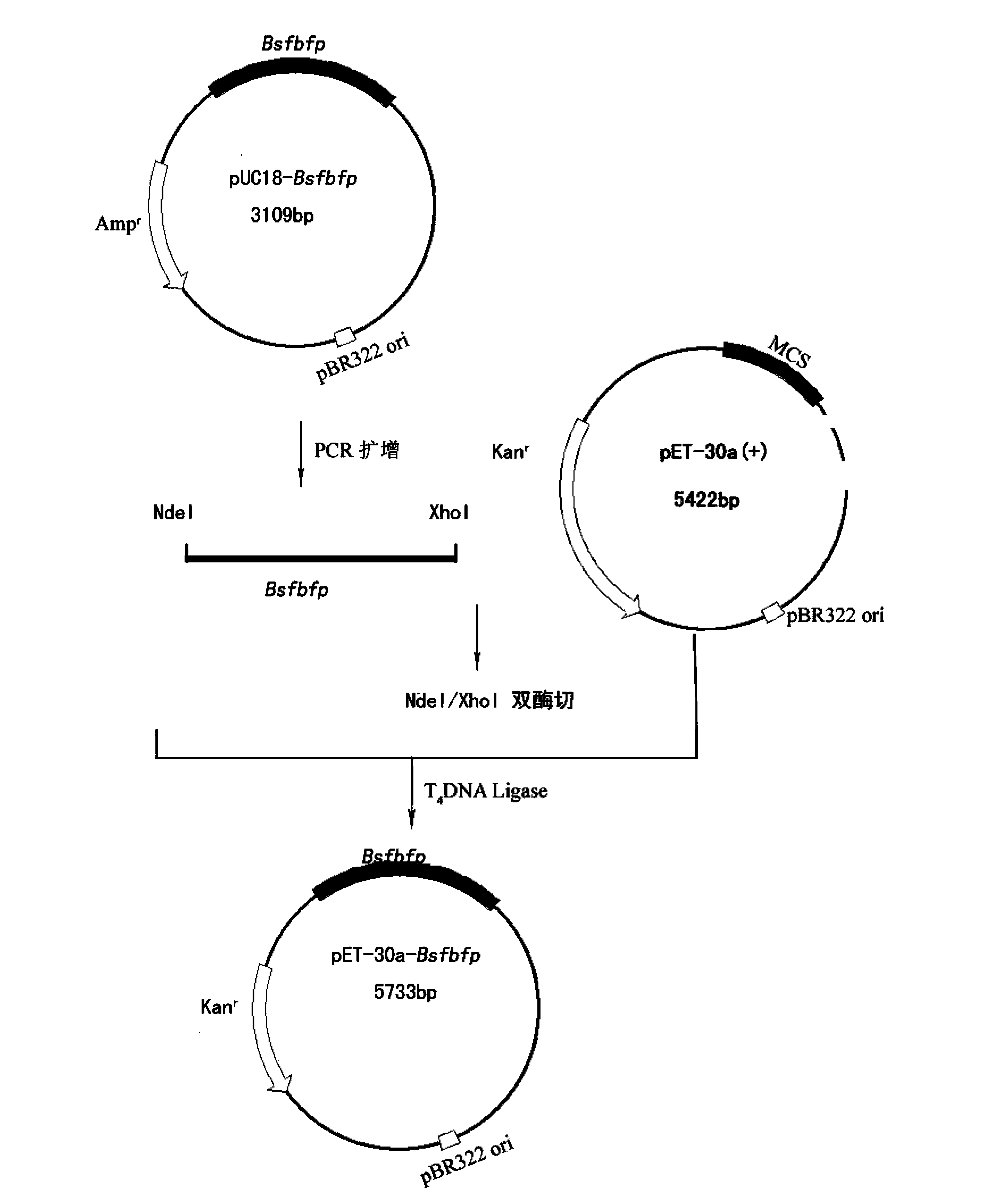 Flavin mononucleotide based fluorescence protein having modified performances