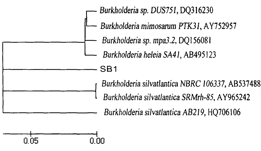 Bacterial strain resistant to acid-aluminum