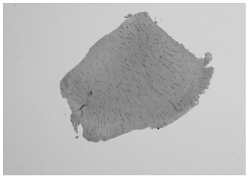 Manufacturing method suitable for mouse tendon tissue paraffin section