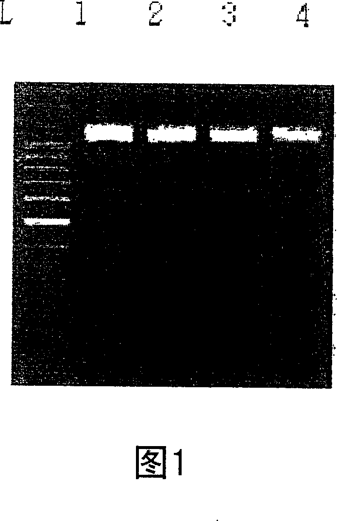 The primers specific to cervus elaphus, c. nippon, c. canadensis and rangifer tarandus gene and the method to identify cervi parvum cornu species