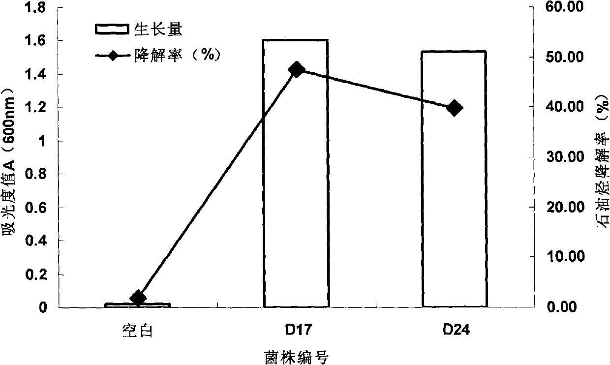 Low-temperature-resistant petroleum degradation strains as well as culture method, culture medium and application thereof
