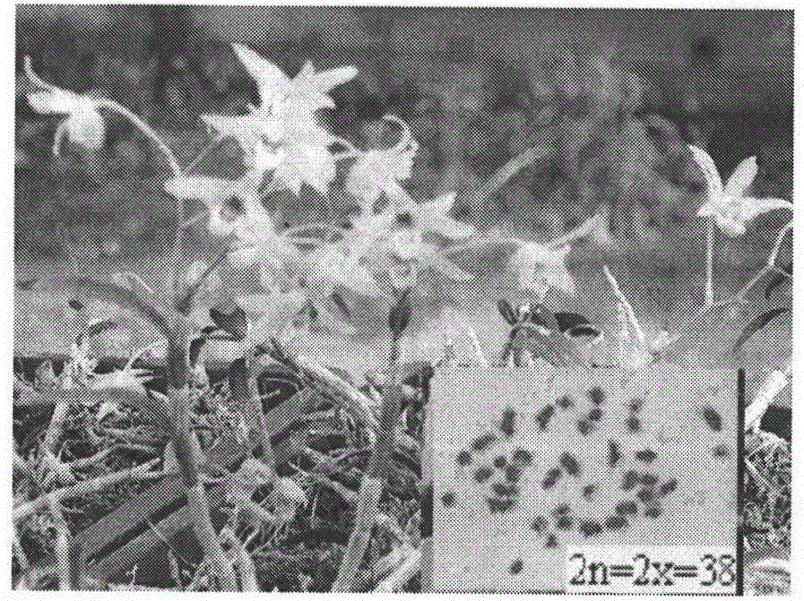Method for cultivating triploid dendrobium officinale