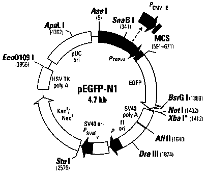 Method for specifically inhibiting pain generation and transfer by using TRPV1 promoter and optogenetics measures