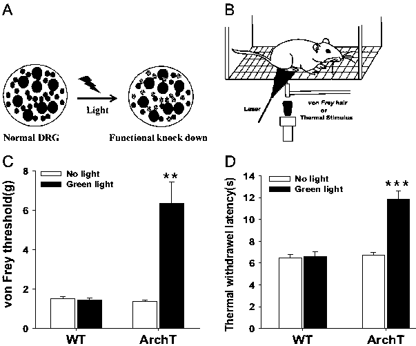 Method for specifically inhibiting pain generation and transfer by using TRPV1 promoter and optogenetics measures