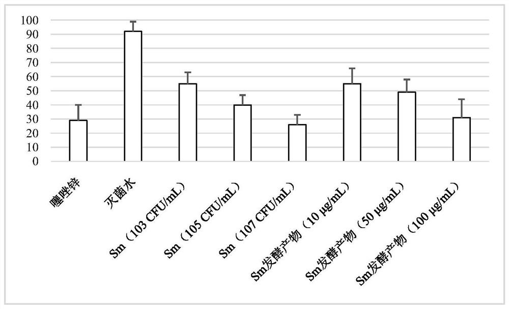 Application of Sphingomonas cucurbitus and its fermentation products in the control of rice bacterial diseases