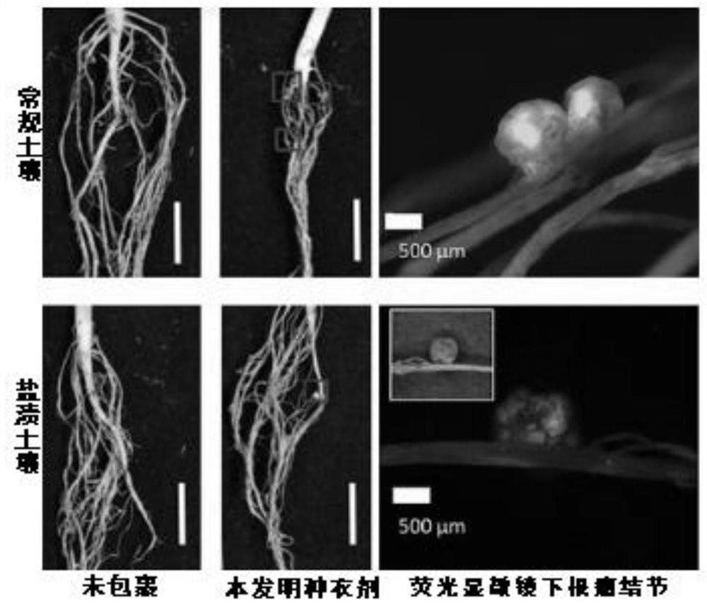 Seed coating agent for promoting germination and seedling formation of leguminous seeds in saline-alkali soil and preparation method of seed coating agent