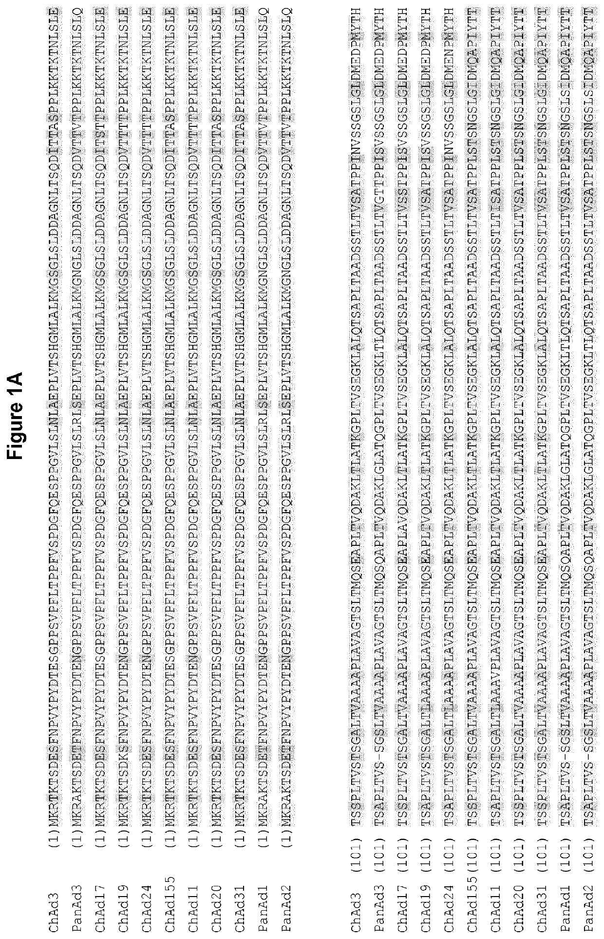 Novel adenovirus