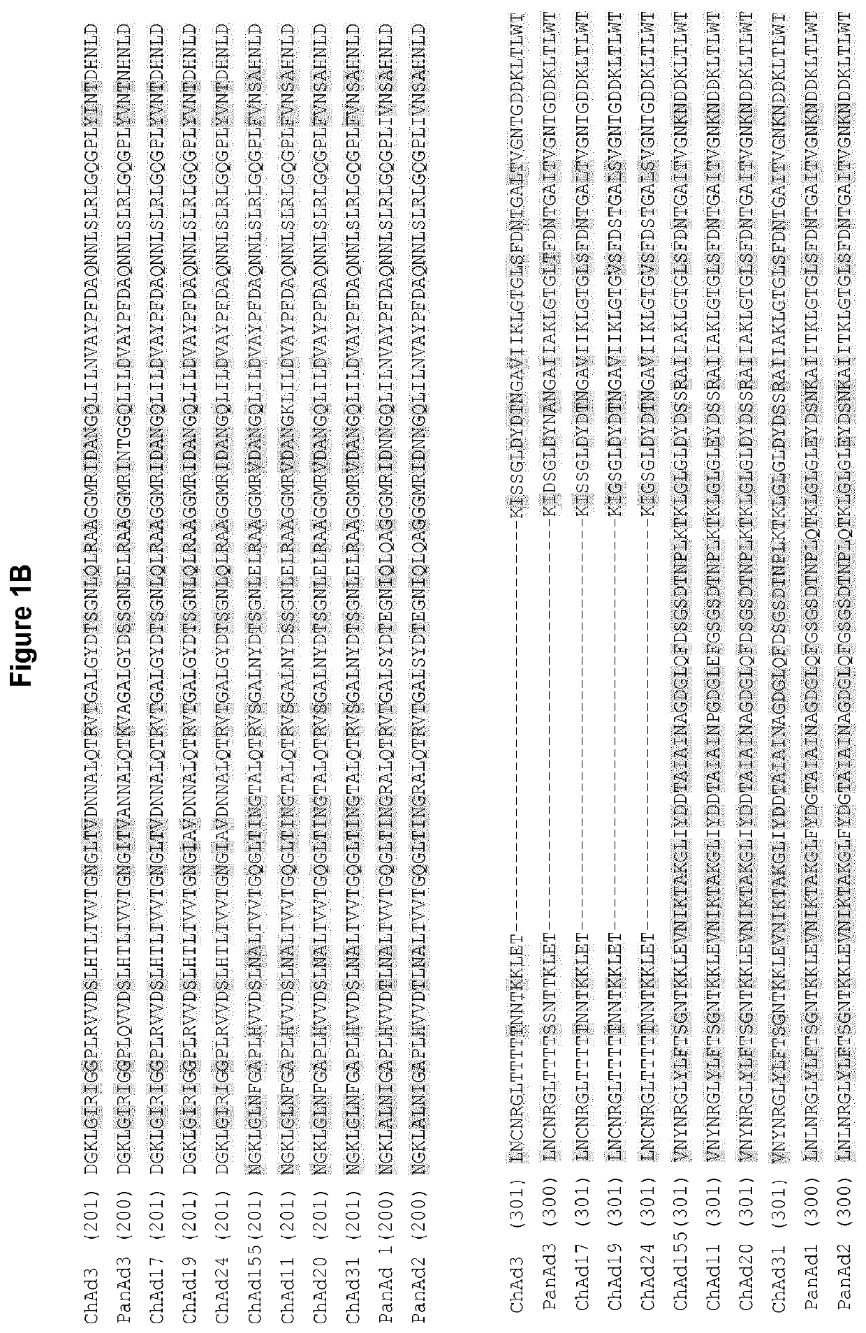 Novel adenovirus