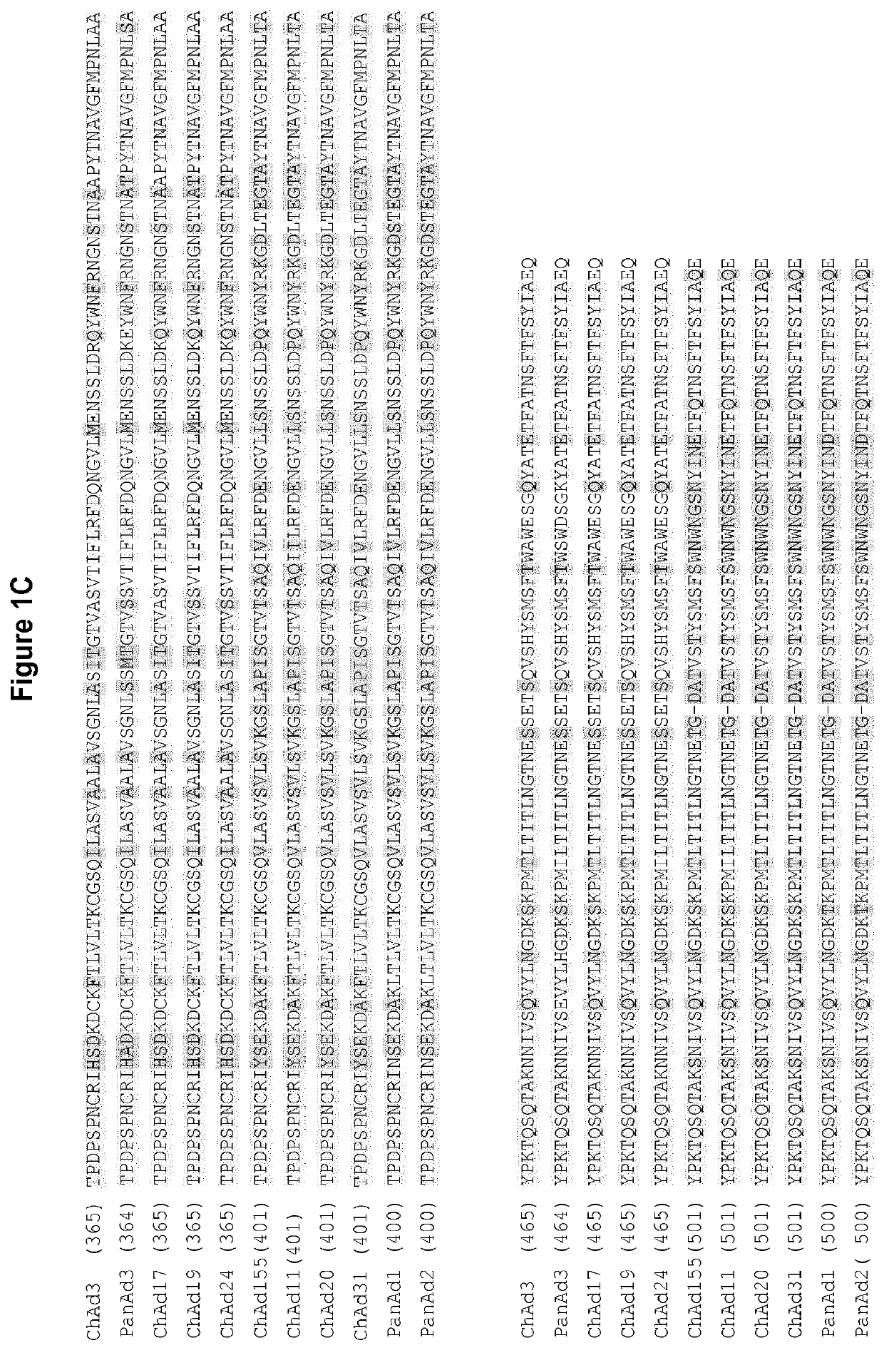 Novel adenovirus