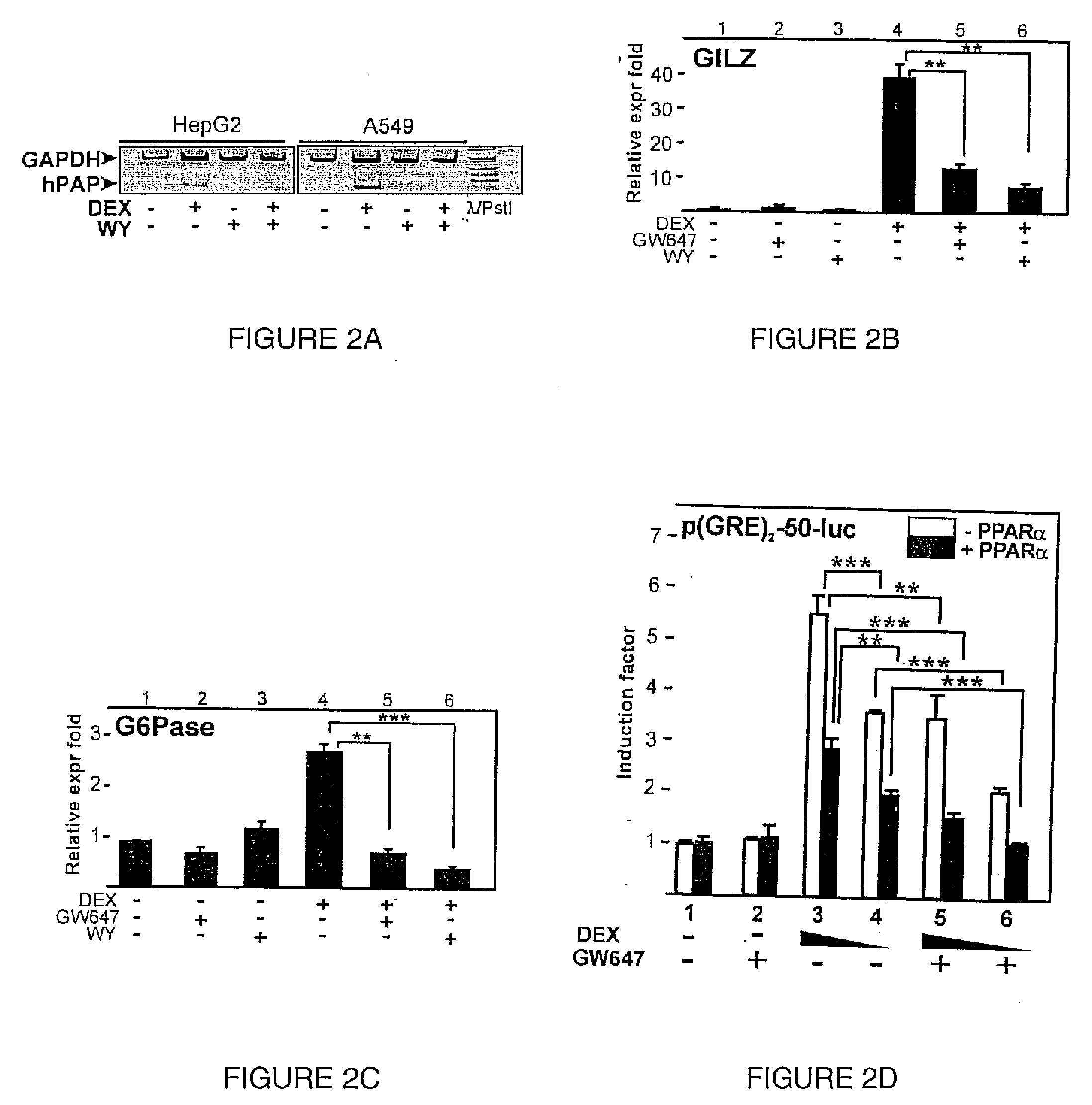 Composition and methods relating to glucocorticoid receptor-alpha and peroxisome proliferator-activated receptors