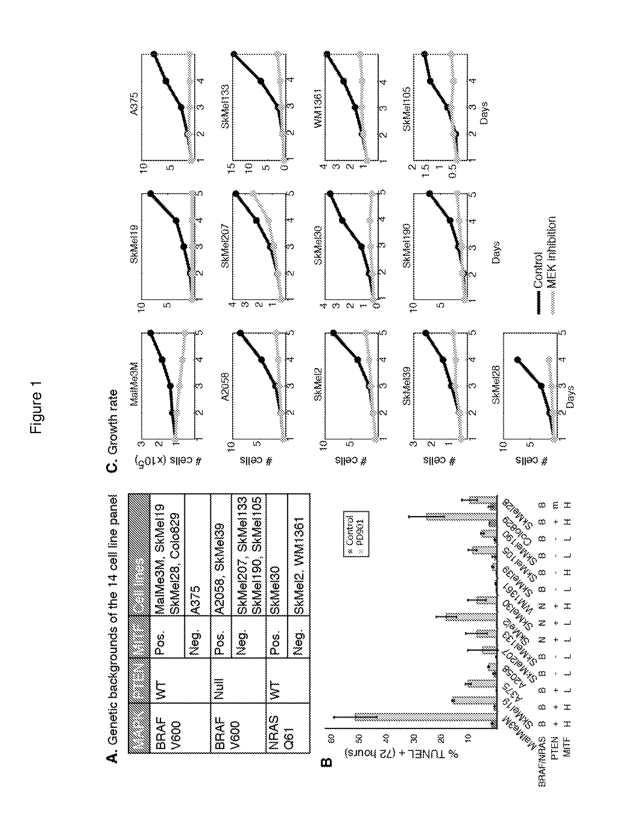 Compositions and methods for treating cancer using interferon and mapk pathway inhibitor