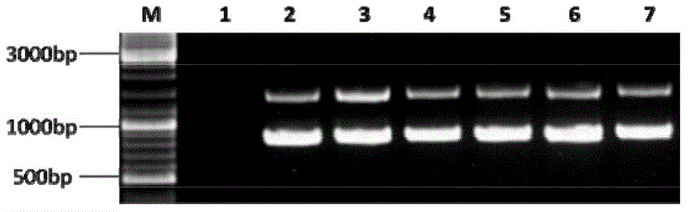 Recombinant mortierella alpina strain for heterologous expression of linoleic acid isomerase gene and construction method thereof