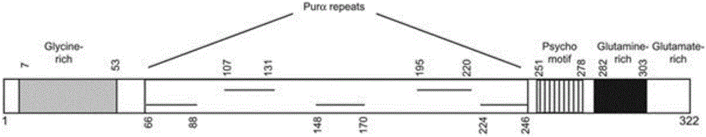 Pura gene segment P2 and application thereof
