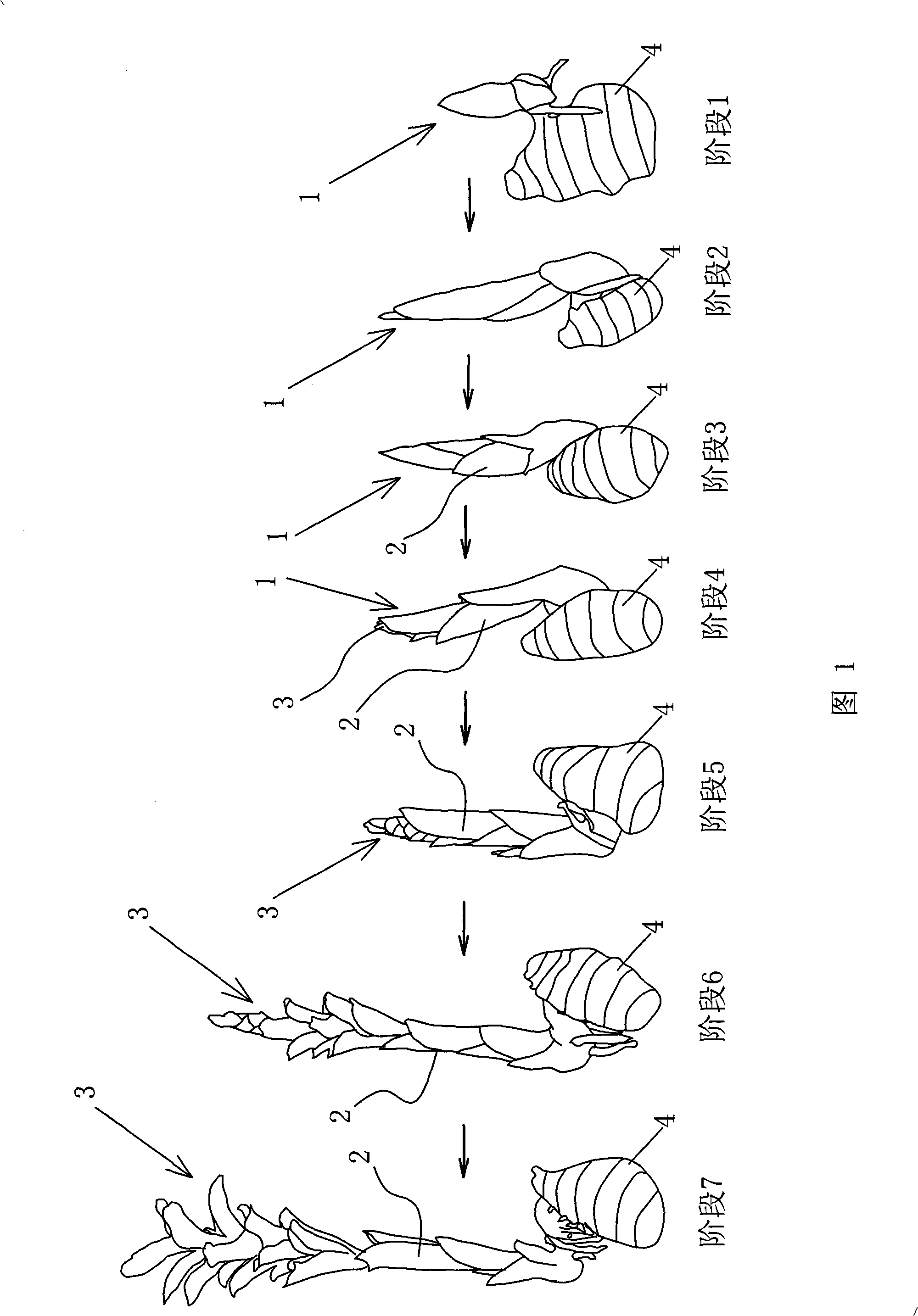 Guangxi zedoary florescence control method