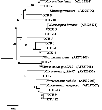 Method for detecting community structure and abundance of ammonia oxidizing bacteria in wastewater system