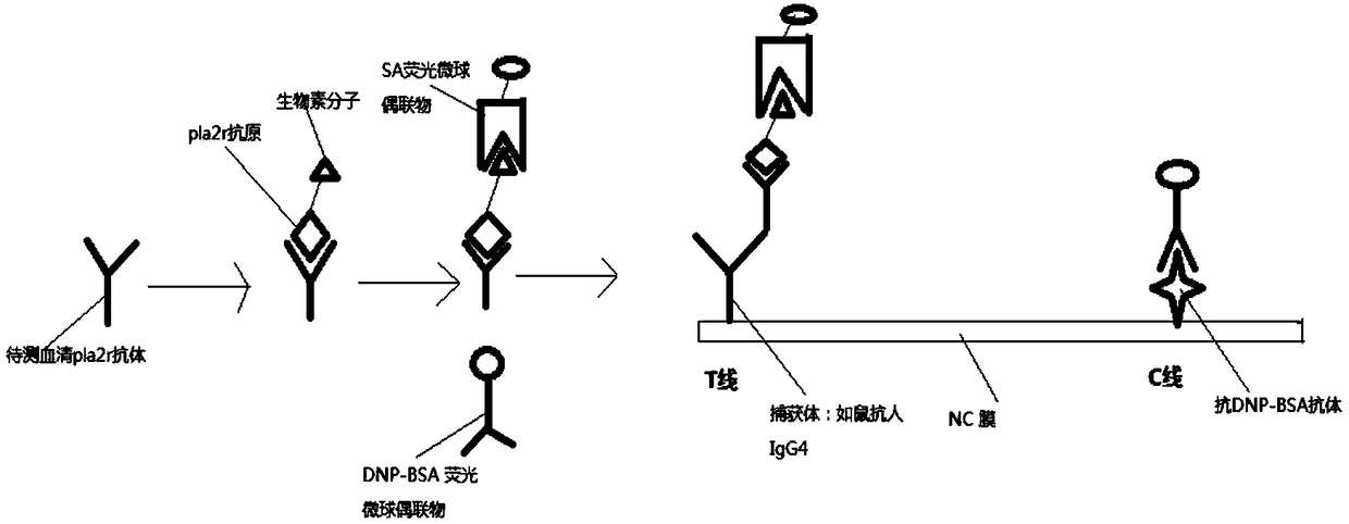 Test strip and detection method for detecting phospholipase A2 receptor (PLA2R) antibody