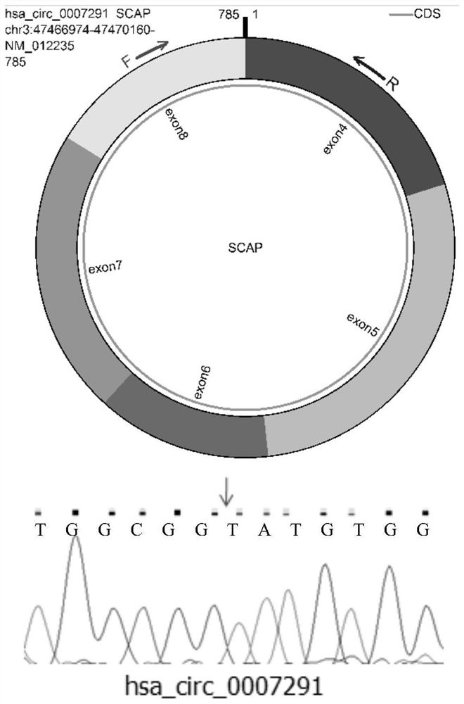 Circular RNA marker and application thereof in diagnosis and prediction of recurrent abortion pathology pregnancy