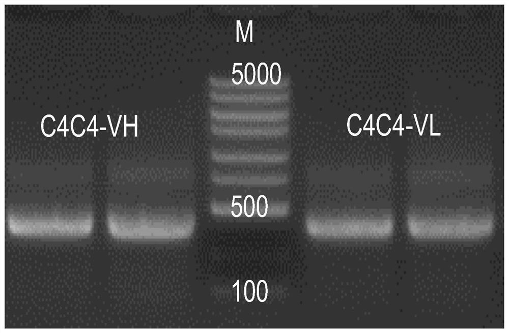 A variable region sequence of a specific anti-thiacloprid antibody and its recombinant complete antibody