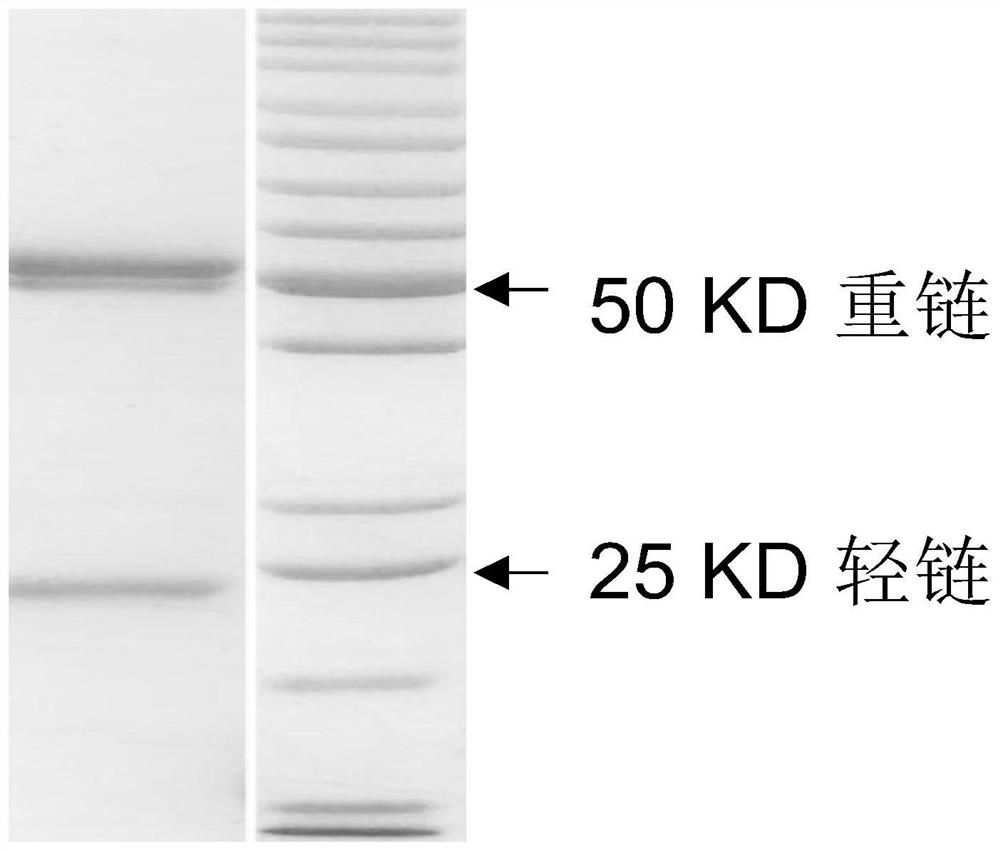 A variable region sequence of a specific anti-thiacloprid antibody and its recombinant complete antibody