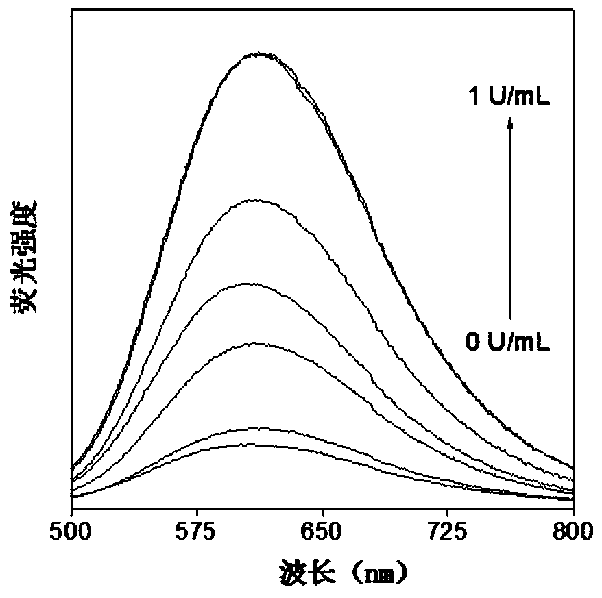Aminohexose enzyme fluorescent probe and preparation method and application thereof