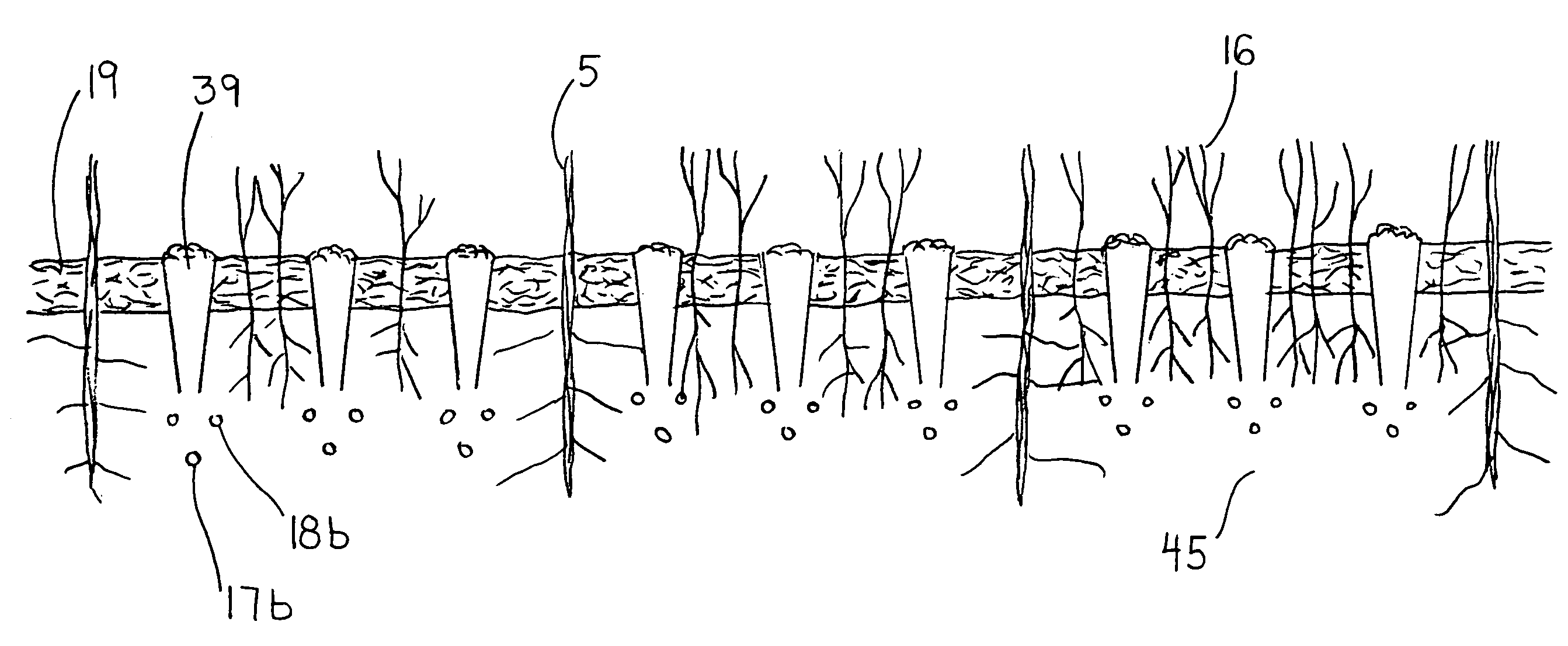 Combined intercropping and mulching method