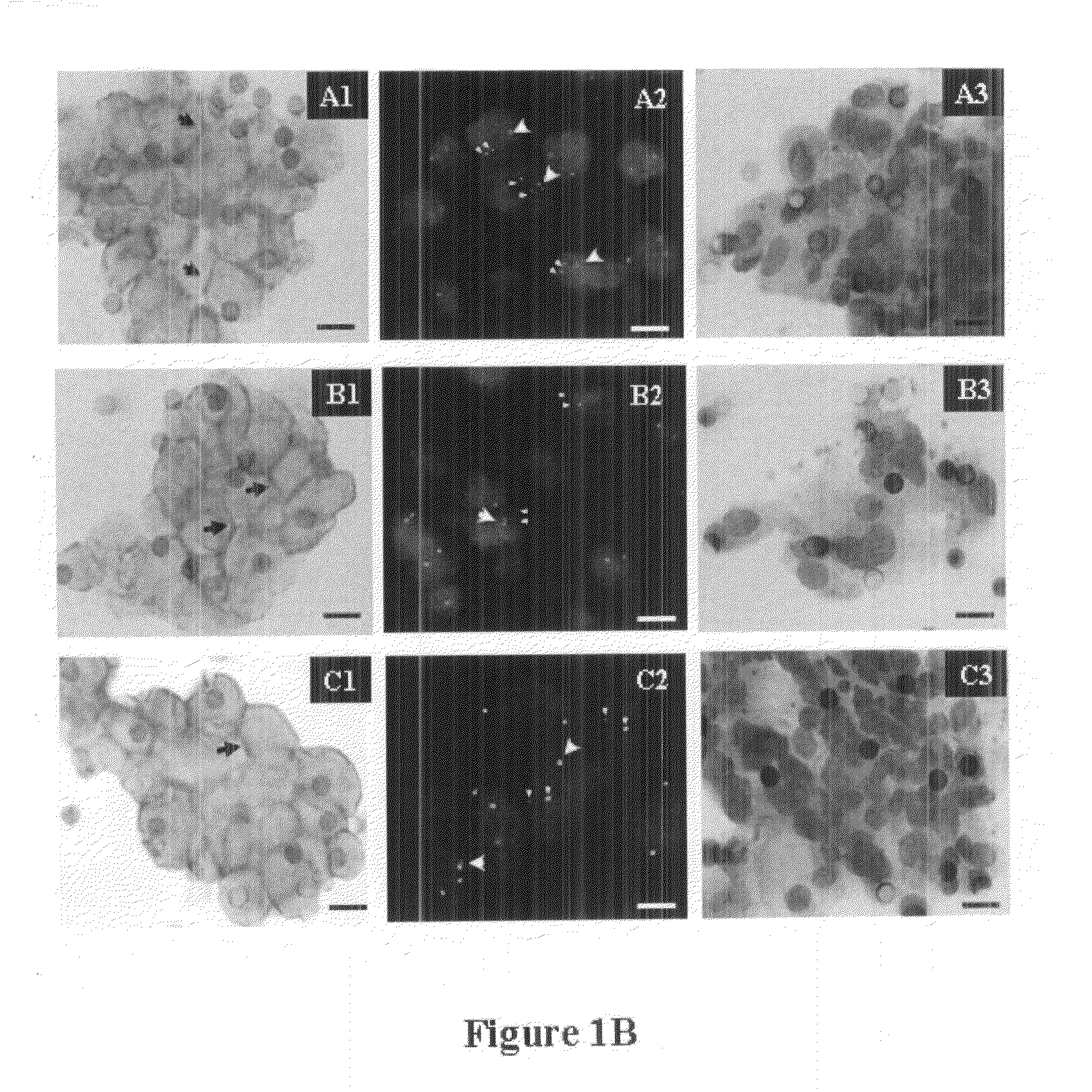 Process for multi-analyses of rare cells extracted or isolated from biological samples through filtration