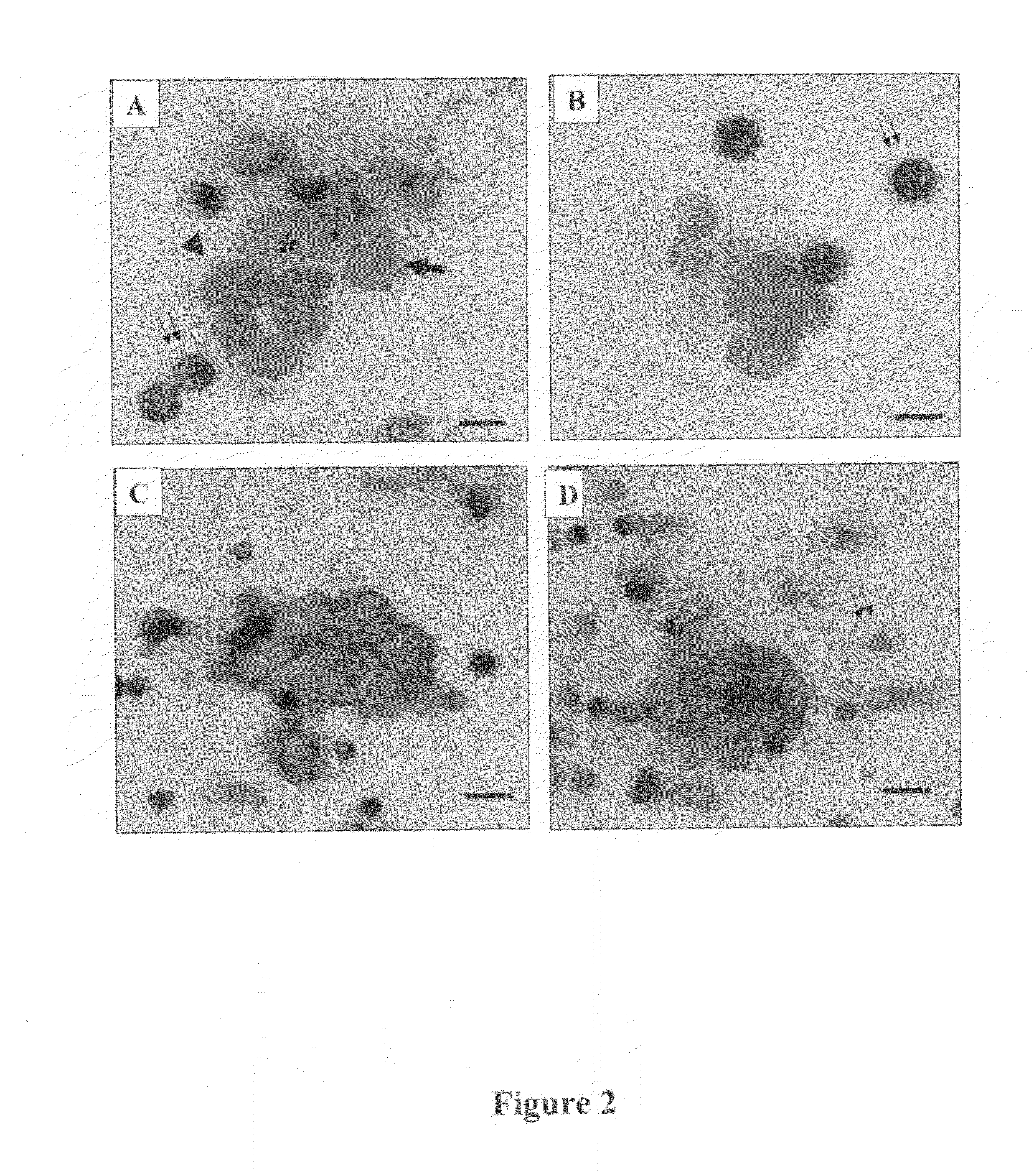 Process for multi-analyses of rare cells extracted or isolated from biological samples through filtration