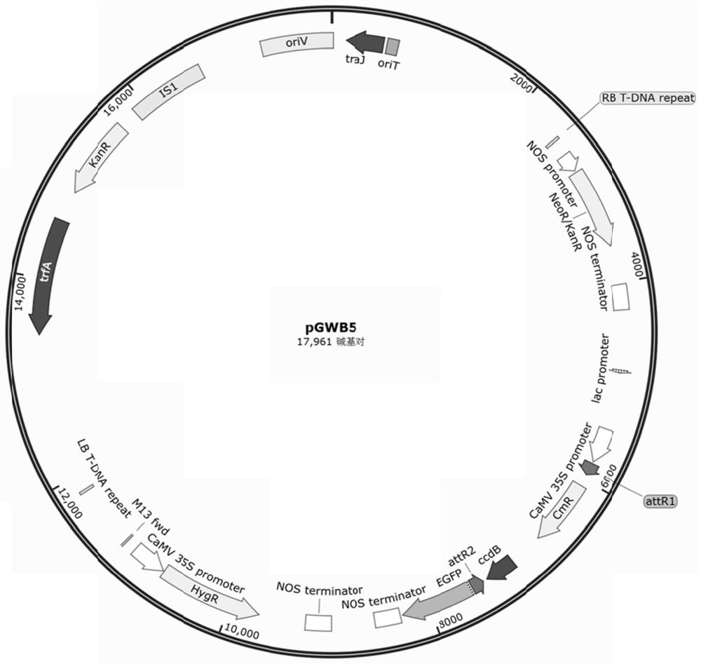 Application of cucumber light-harvesting chlorophyll a/b binding protein CsPS1 to resisting phytophthora melonis