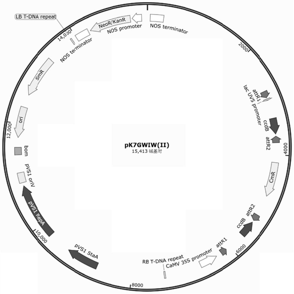 Application of cucumber light-harvesting chlorophyll a/b binding protein CsPS1 to resisting phytophthora melonis