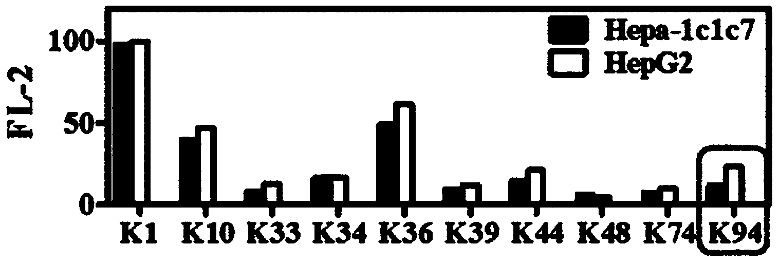 A marker comprising anti-CK8/18 complex autoantibody and its use for diagnosing cancer