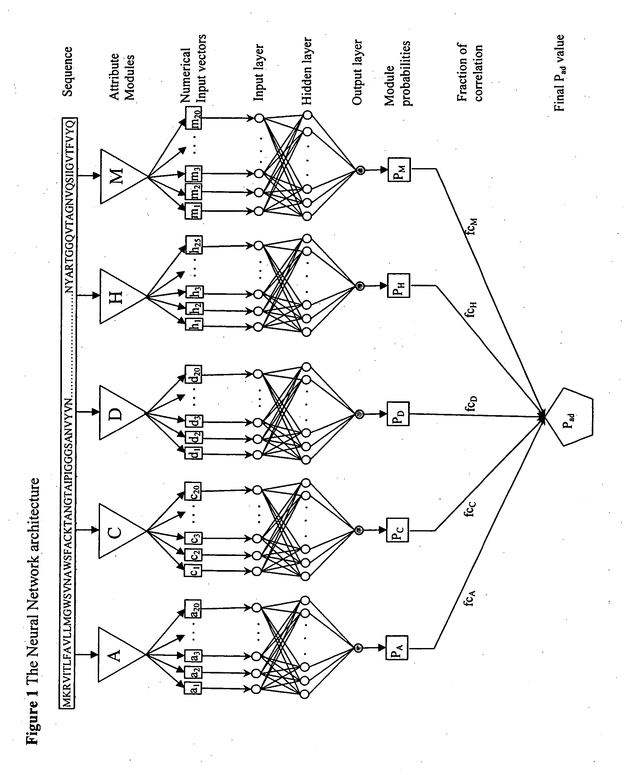Computational method for identifying adhesin and adhesin-like proteins of therapeutic potential