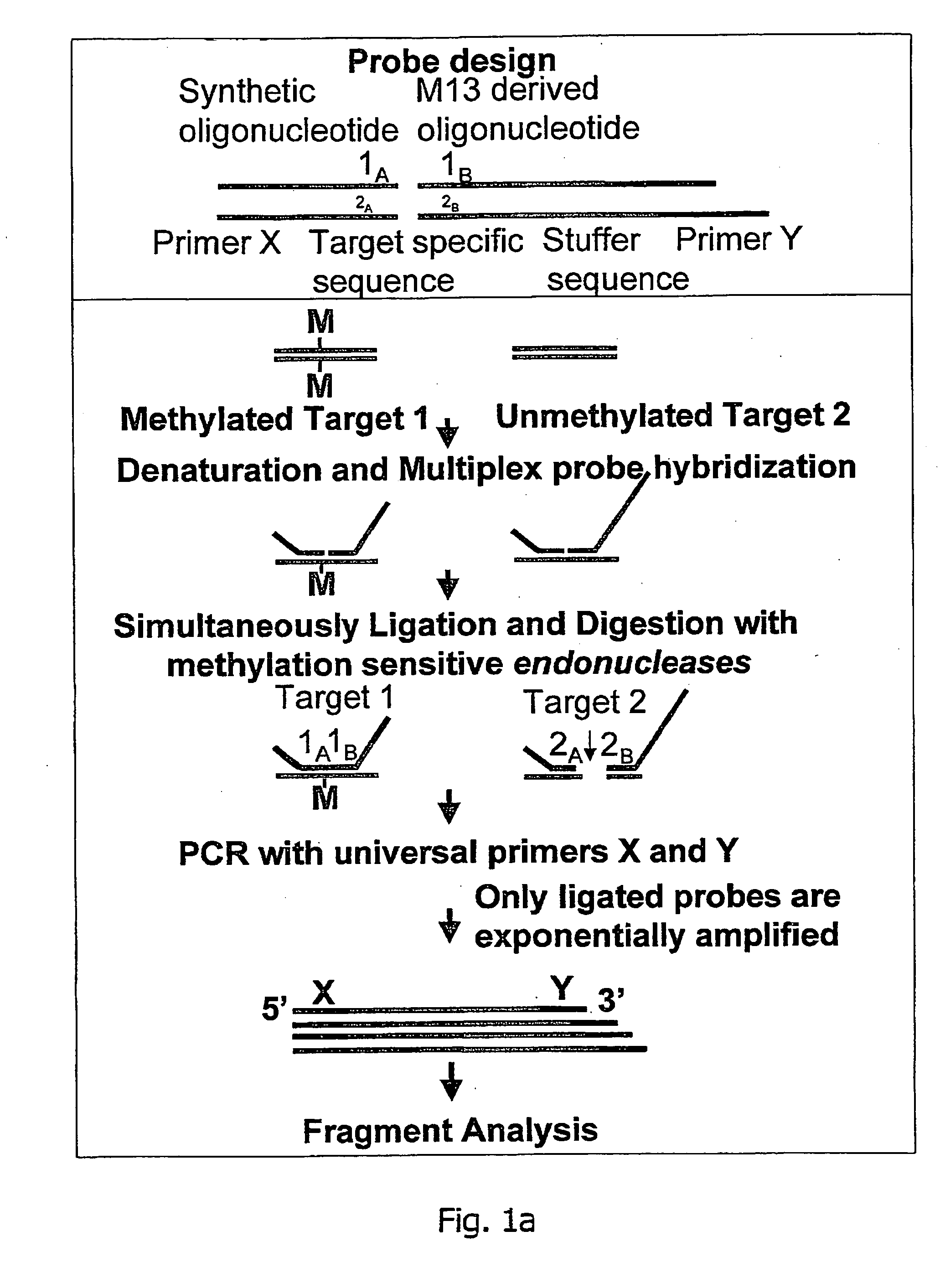 Methylation specific multiplex ligation-dependent probe amplification (MS-MLPA)