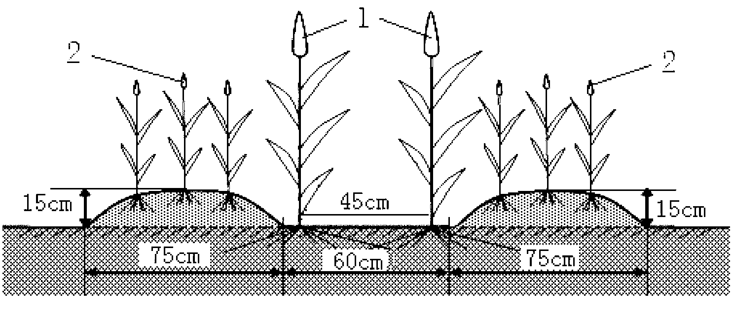 Intercropping furrow irrigation method