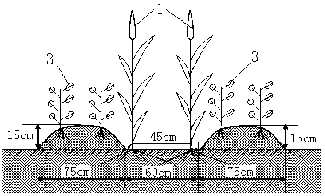 Intercropping furrow irrigation method