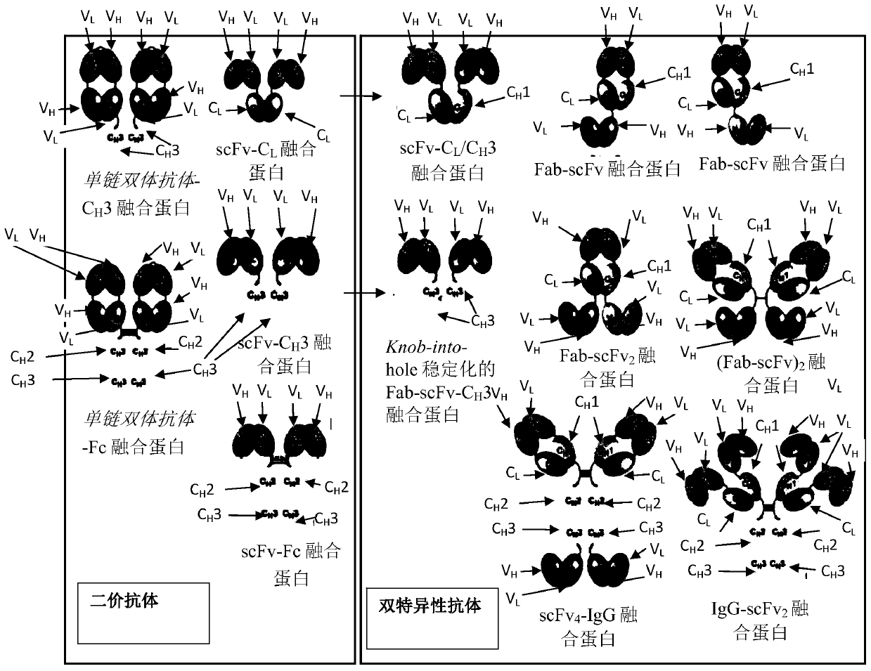 Anti-adrenomedullin (ADM) antibody or Anti-adm antibody fragment or Anti-adm non-ig scaffold for use in intervention and therapy of congestion in a patient in need thereof