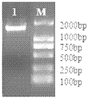 Efficient inducible expression promoter and application