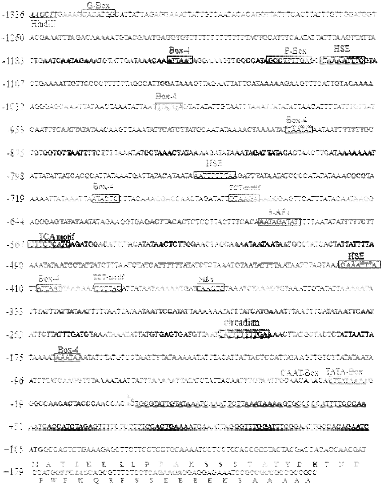 Efficient inducible expression promoter and application