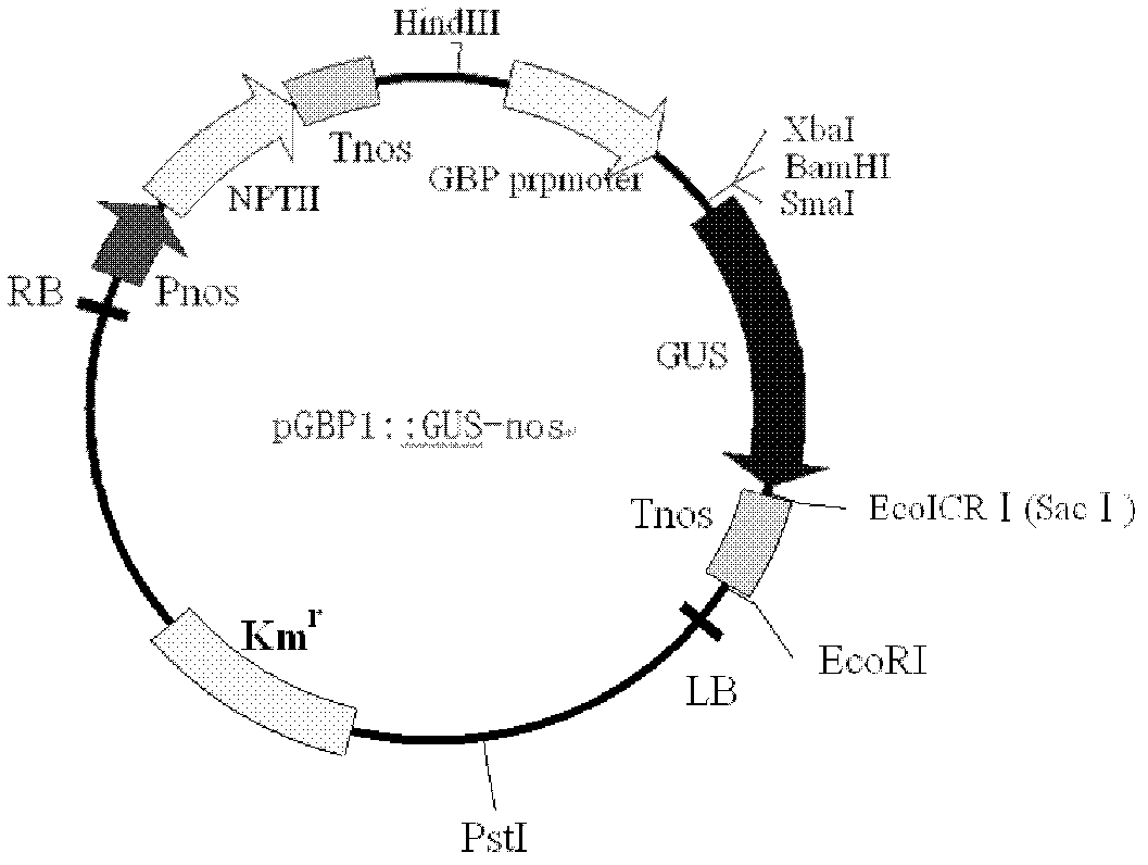 Efficient inducible expression promoter and application