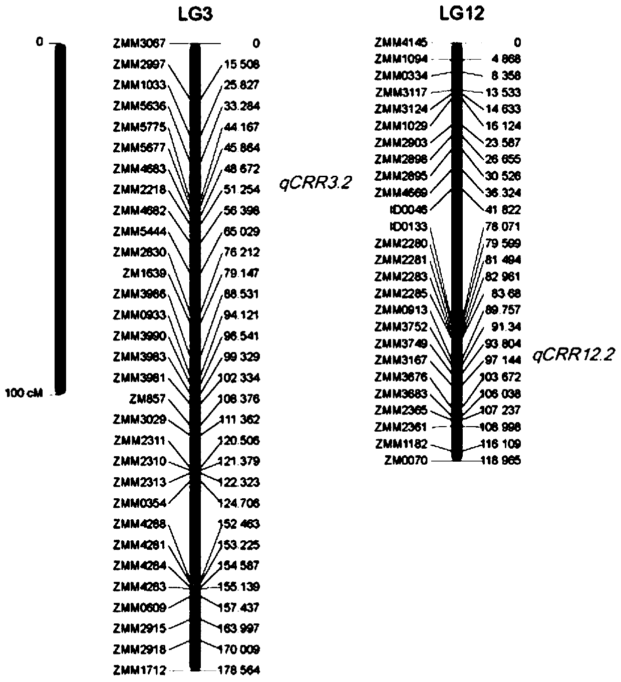 The ssr molecular marker closely linked to the main gene locus of sesame resistance to stem spot blight and its application