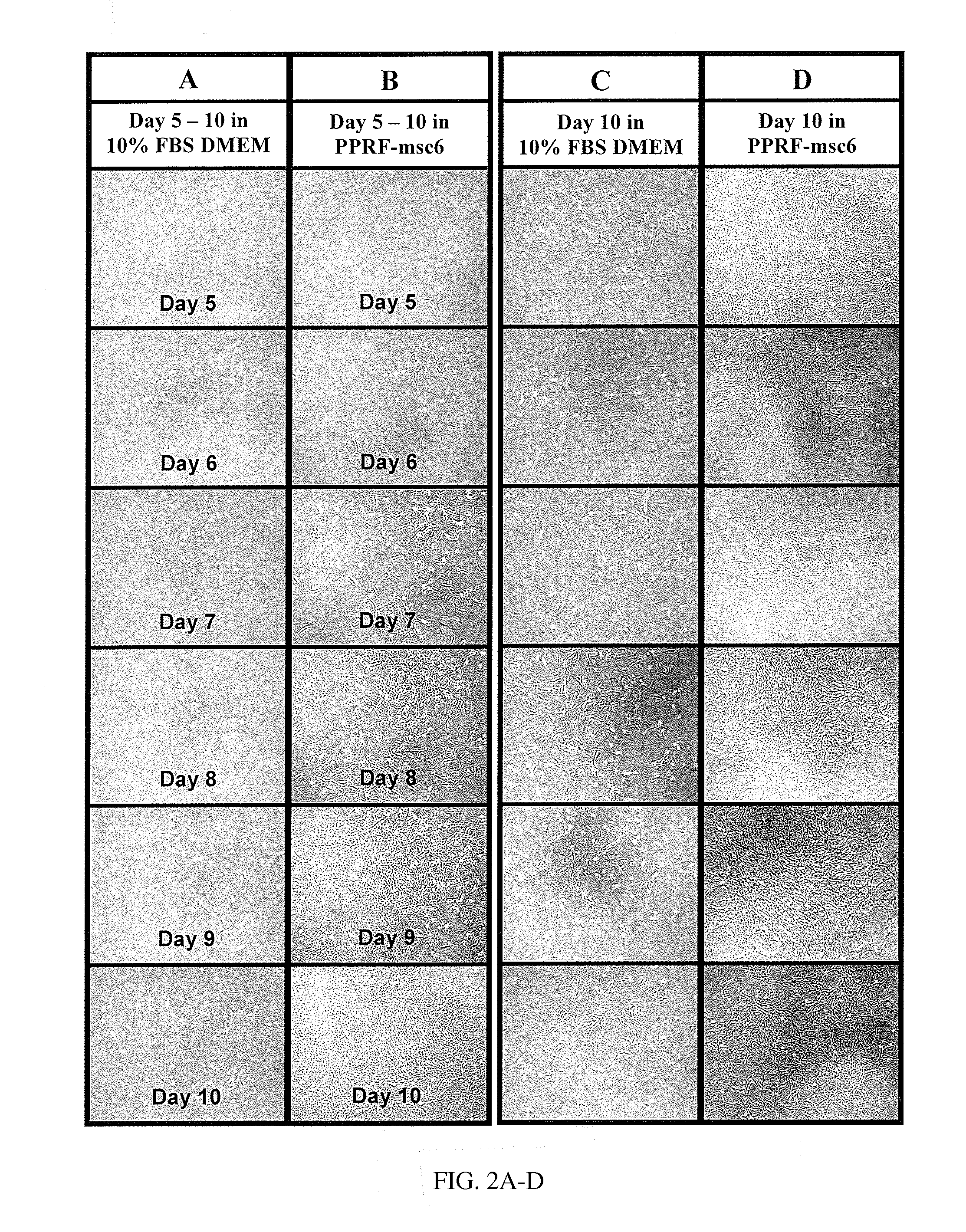 Methods and Compositions for Isolating, Maintaining and Serially Expanding Human Mesenchymal Stem Cells