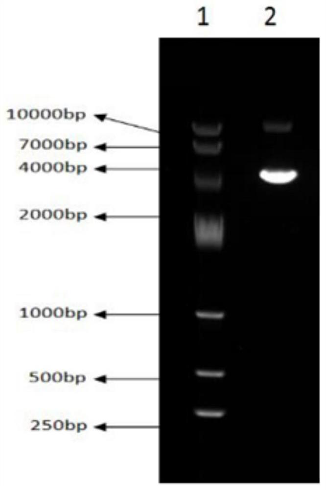 A method for purifying plasmid dna on a large scale