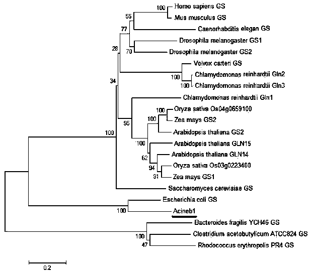 Glutamine synthetase gene of acinetobacter as well as encoding protein and cloning method of glutamine synthetase gene