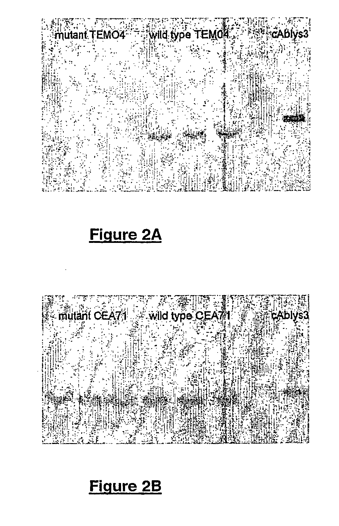 Functional heavy chain antibodies, fragments thereof, library thereof and methods of production thereof