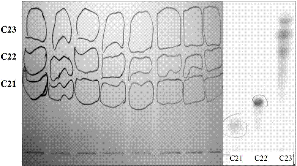 Separation method for dermatophagoides farinae allergy resistant active substance in propolis