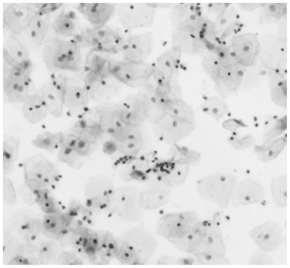 Cell preservation solution for rapid cell immunohistochemistry as well as preparation method and application thereof